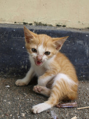 angry kitty look at the camera