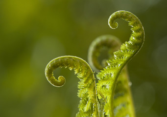 spiral fern © liliya kulianionak