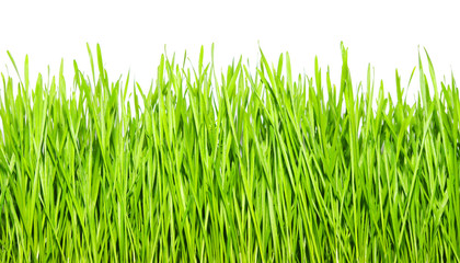 green grass