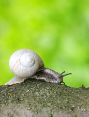 snail
