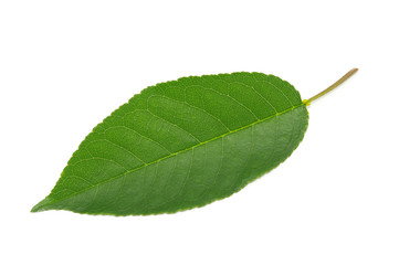 Fototapeta premium green leaf