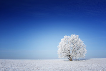 Obraz na płótnie Canvas Frozen tree on a winter field