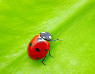 ladybug