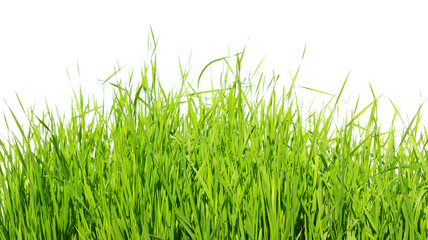 green grass