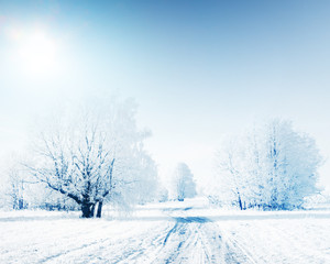 Obraz premium Trees frozen