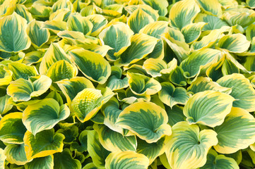 hosta leaves