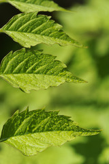 leaf with water drops