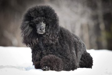 Black Poodle in outdore settings