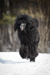 Black Poodle in outdore settings