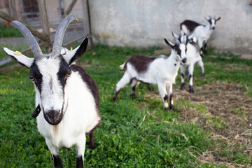 goats in farm house