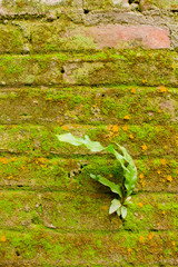 fern on old wall
