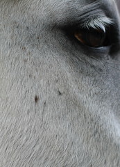 Fototapeta premium Auge eines Pferdes