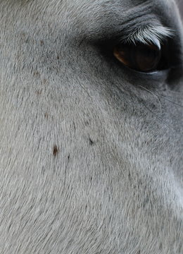 Auge eines Pferdes