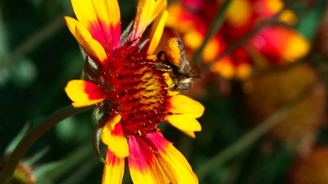 Bee on a flower gailardia.