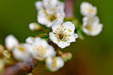 Branch of plum tree.