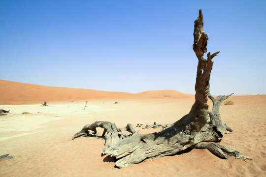 arbre couch&eacute; mort