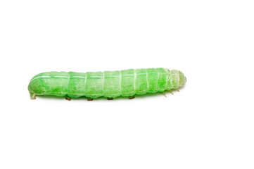 green caterpillar