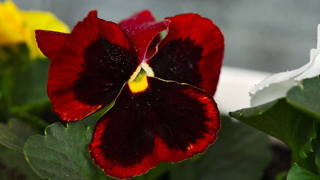 Pancy flower with raindrops, macro.