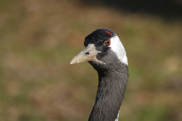 Kranich