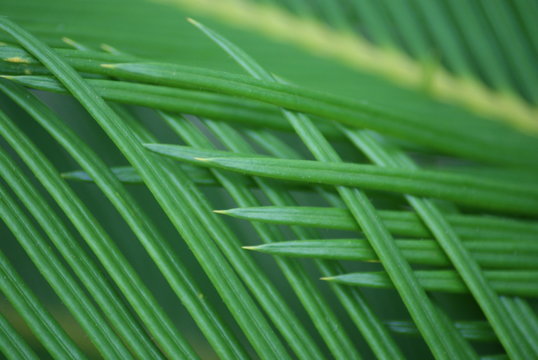 Fototapeta Green Plant