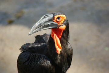 Southern Ground Hornbill