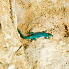 formentera lizard Podarcis pityusensis formenterae
