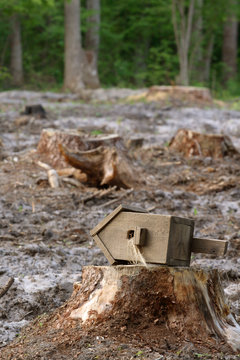 birdhouse on the stump