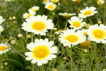 Obraz na płótnie Canvas daisy spring flowers field yellow and white meadow