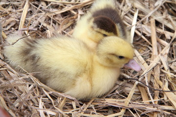 Two ducklings on hay