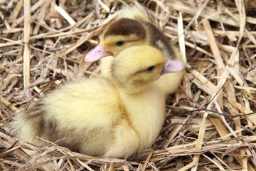 Two ducklings on hay