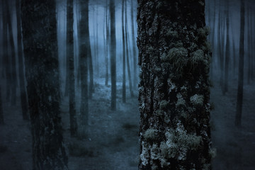Foggy forest
