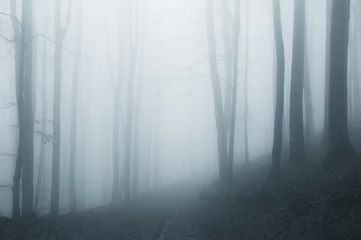 Zelfklevend Fotobehang misty forest after rain © andreiuc88