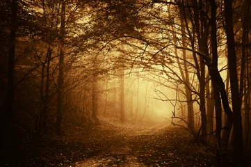Deurstickers warm licht dat in de herfst op een weg in een donker bos valt © andreiuc88