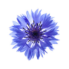 cornflower