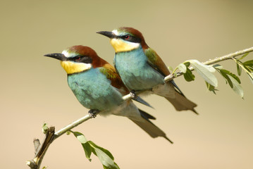 Una pareja de abejarucos