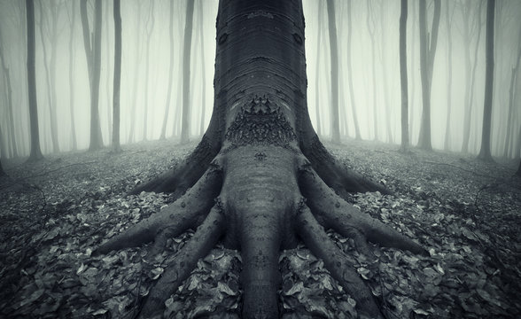 Tree With Strong Roots In A Forest After Rain