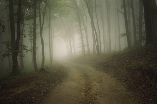 Fototapeta road through a forest with fog in summer