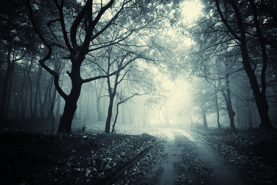 Fototapeta path through a dark forest