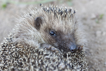 Hedgehog