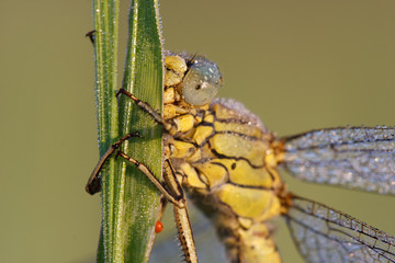 Heidelibelle #028811