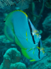 Pair of Spotfin Butterflyfish under a reef ledge.