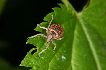 Rüsselkäfer (Curculio)