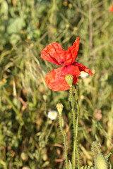Fototapeta premium verwelkter Klatschmohn