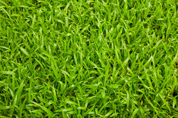 Green grasses