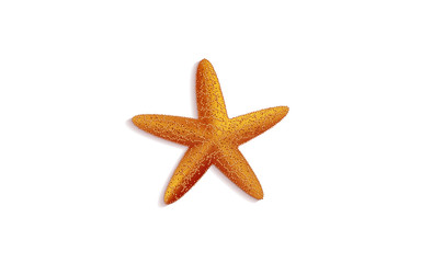 Fototapeta na wymiar Small starfish on a white background -vector illustration