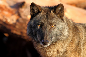 Fototapeta premium gray wolf