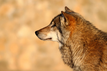 Fototapeta premium gray wolf