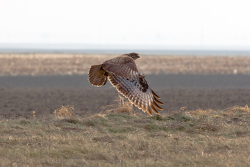 Bussard