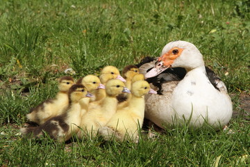 Group of Ducklings with their mother, outdoors