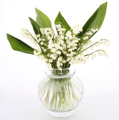 Lily of the valley flowers on white background
